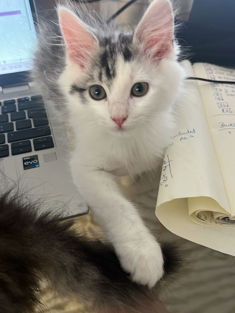A grey and white kitten standing on an open laptop, looking at the camera