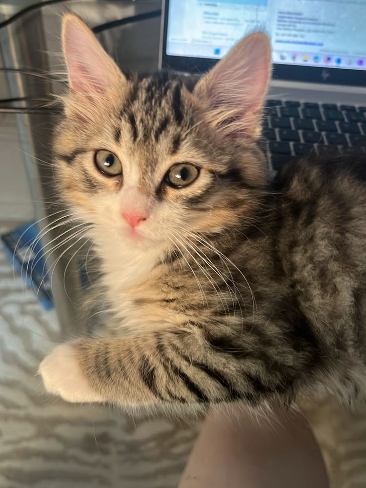 A brown tabby kitten lying in front of a laptop, looking at the camera