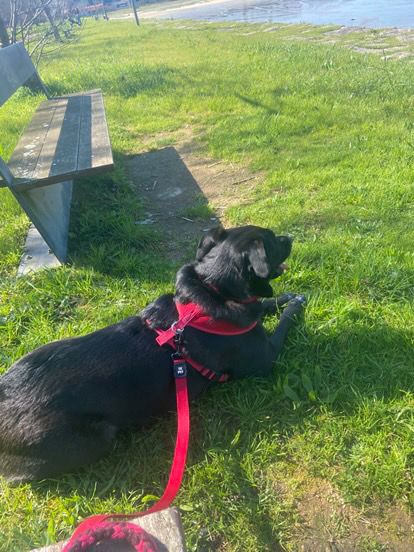 A black dog in a red harness lying in long grass beside a bench, half turned away from the camera