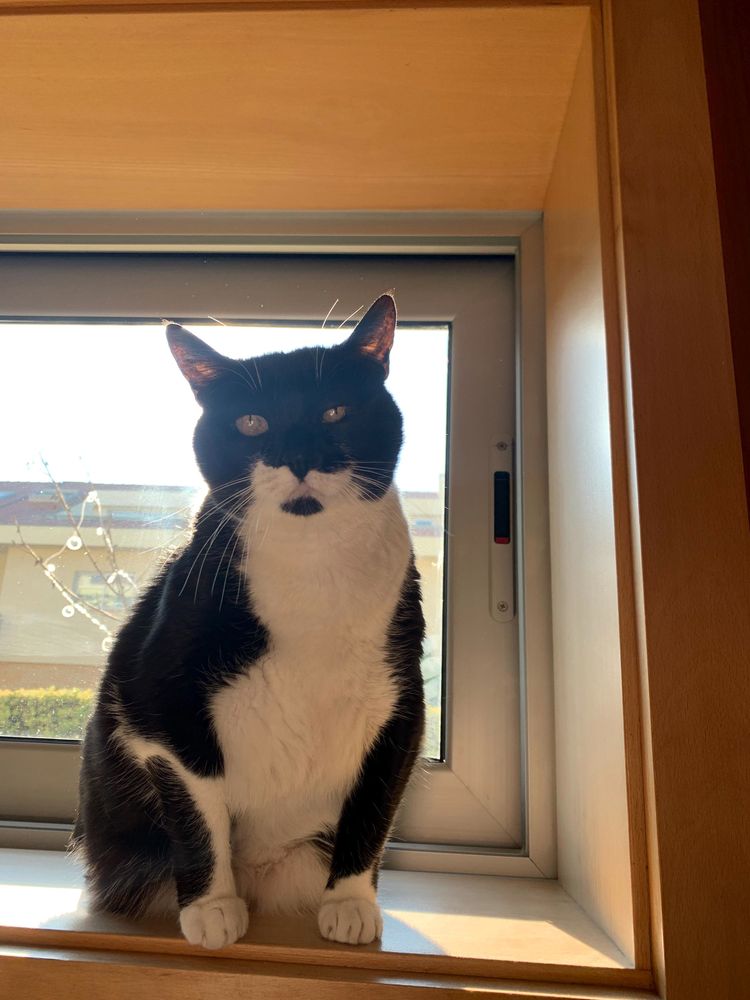A black and white tuxedo cat sitting upright in a sunlit window